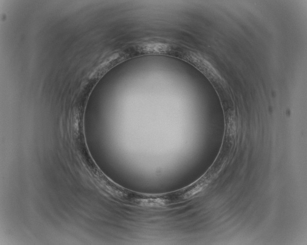 X0000083620363200702260959