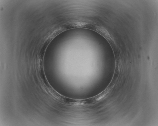 X0000083620366200702260959