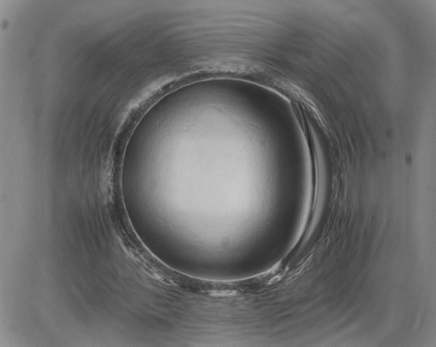 X0000083620388200702260959