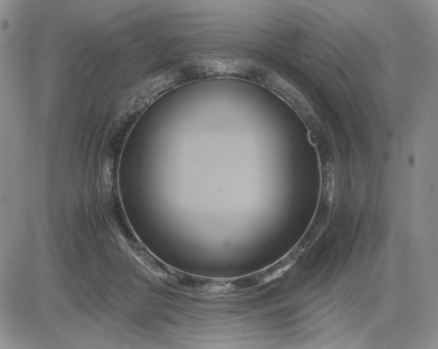 X0000083620410200702260958