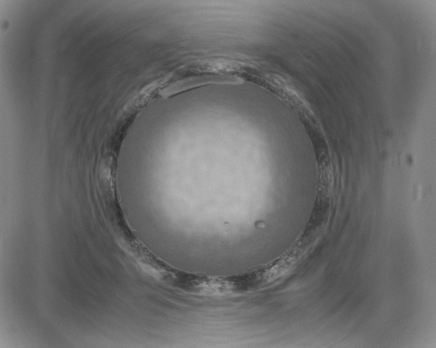 X0000083620415200702260958