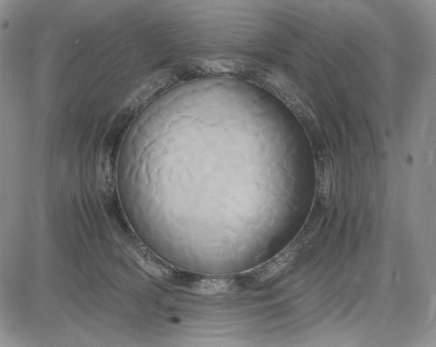 X0000083620418200702260958