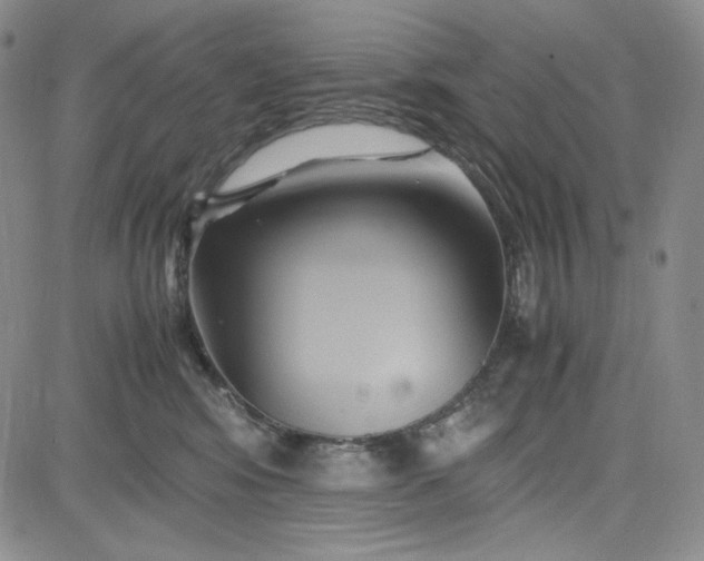 X0000083620424200702260958