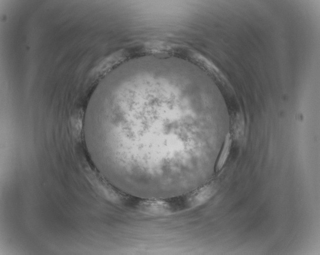 X0000083620427200702260958