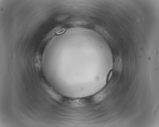 X0000083620430200702260958