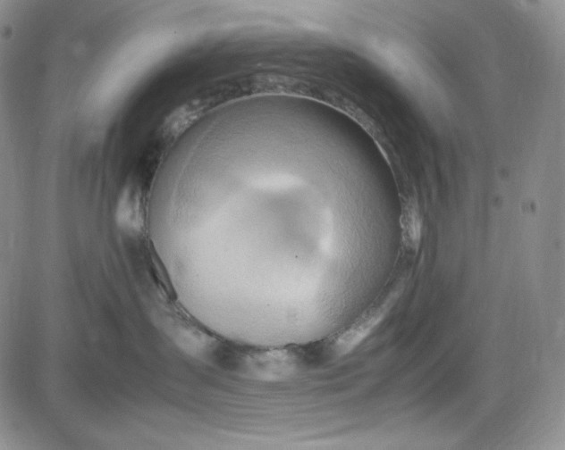 X0000083620431200702260958