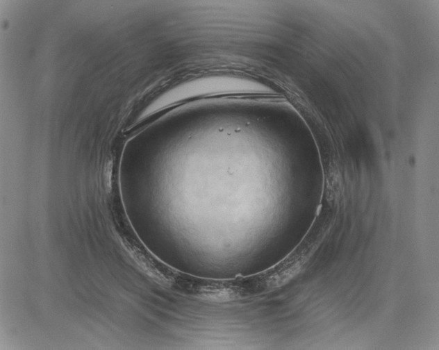 X0000083620454200702260958