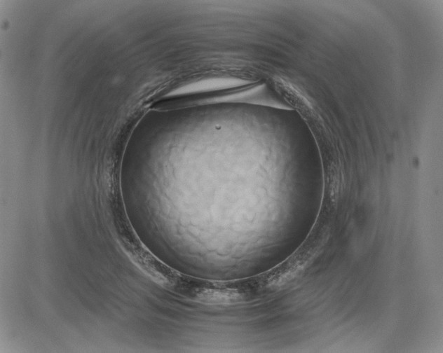 X0000083620455200702260958