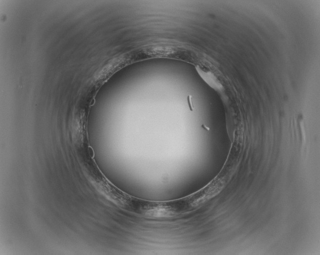 X0000083620460200702260958