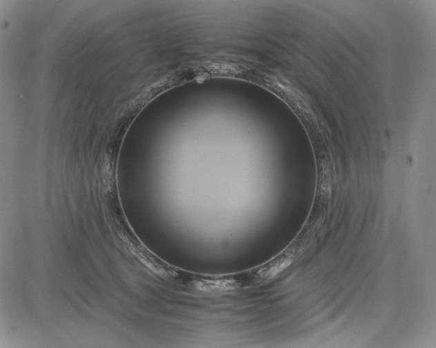 X0000083620465200702260958