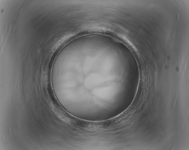 X0000083620487200702260957