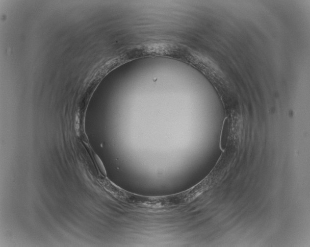 X0000083620502200702260957