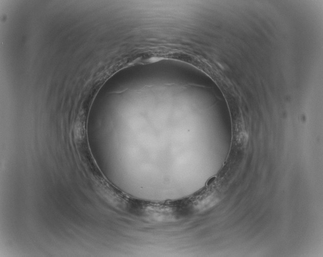 X0000083620515200702260957