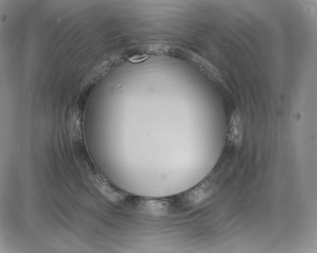 X0000083620522200702260957