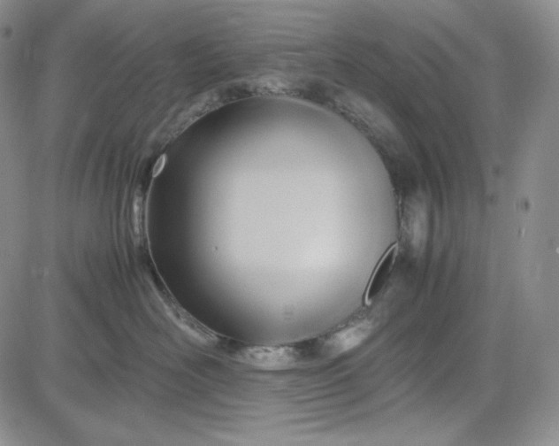 X0000083620526200702260956