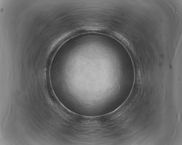 X0000083620535200702260956