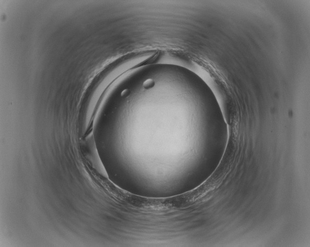 X0000083620540200702260956