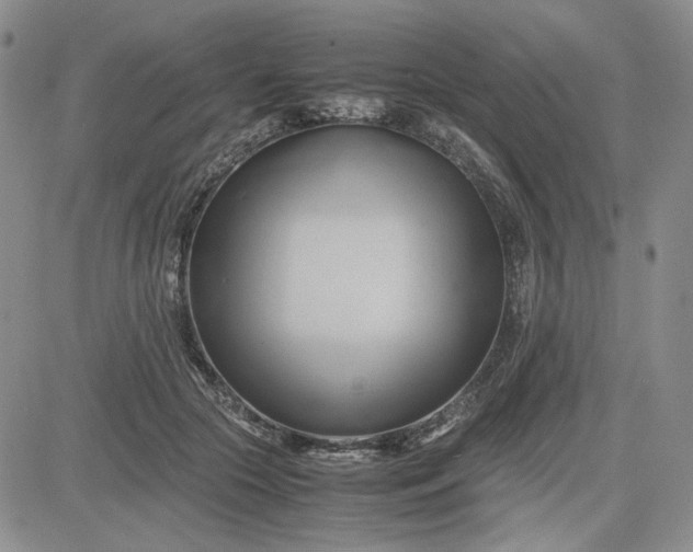 X0000083620553200702260956