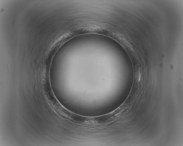 X0000083620591200702260955