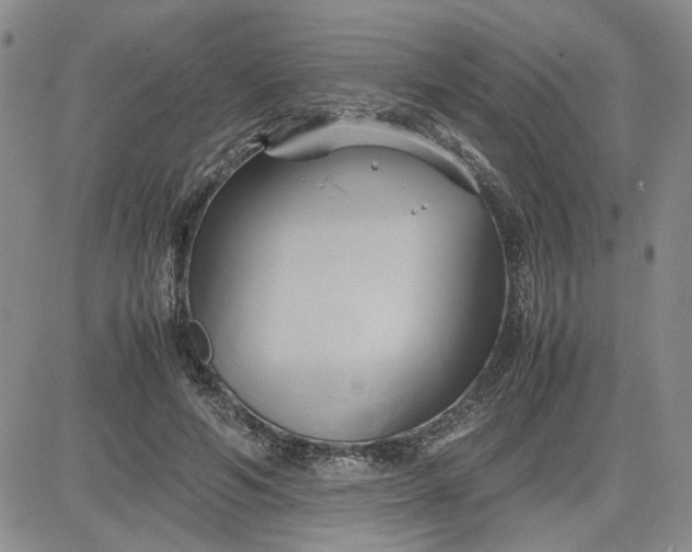 X0000083620594200702260955