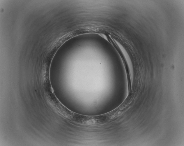 X0000083620600200702260955