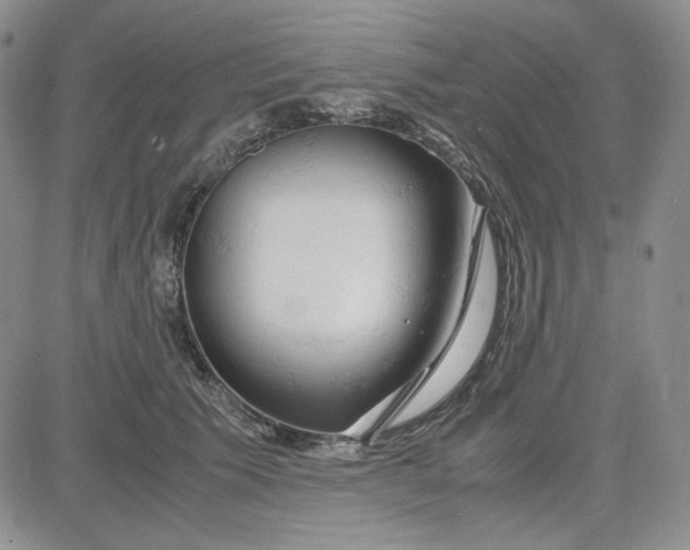 X0000083620609200702260955