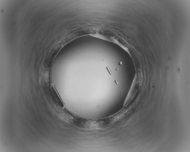 X0000083620613200702260955