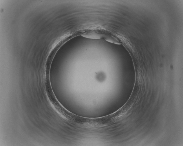 X0000083620630200702260954