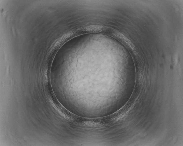 X0000083620633200702260954