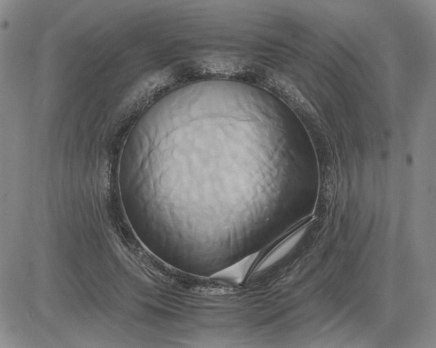 X0000083620639200702260954