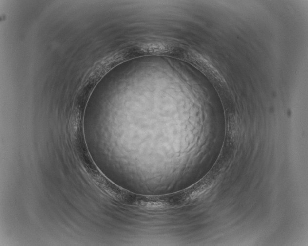 X0000083620645200702260954