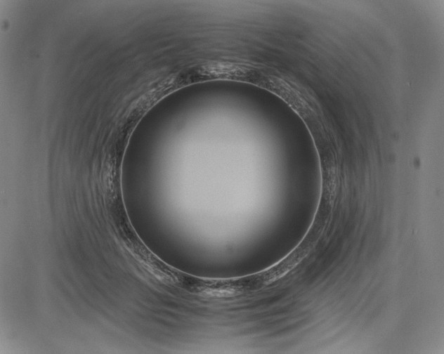 X0000083620653200702260954