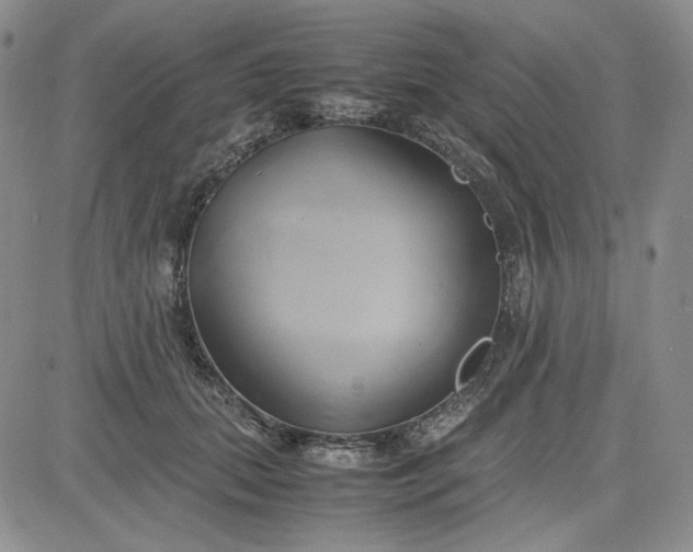 X0000083620655200702260955