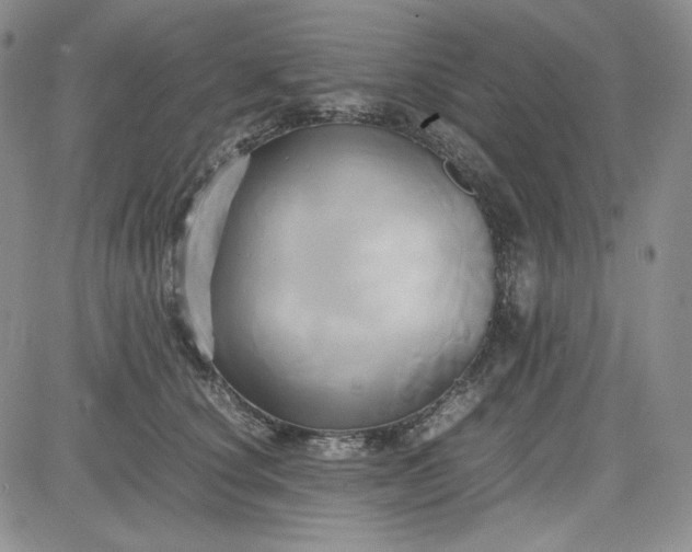 X0000083620660200702260955