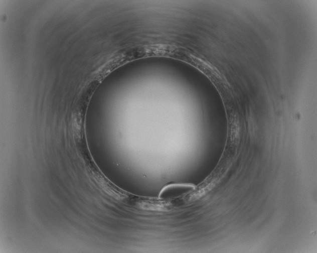 X0000083620661200702260955