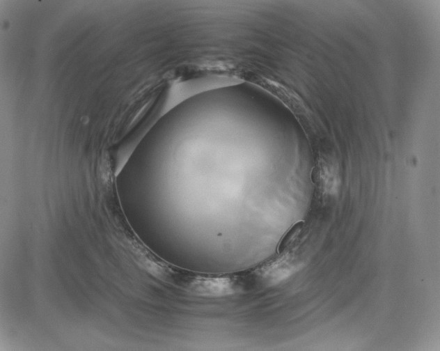 X0000083620665200702260955