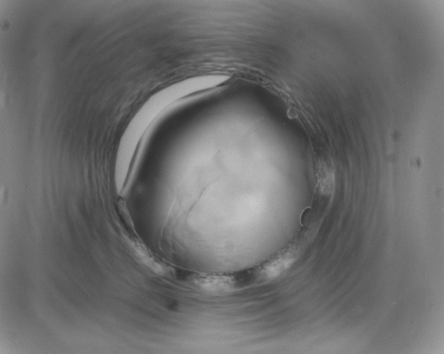 X0000083620670200702260955