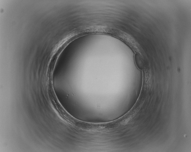 X0000083620674200702260954