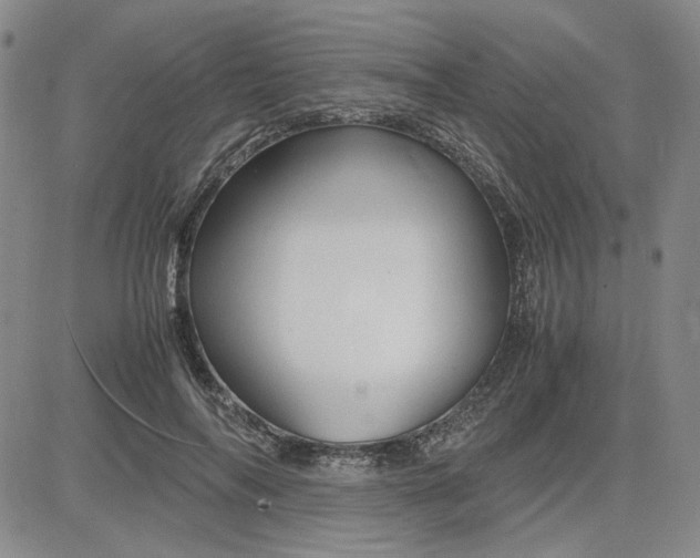 X0000083620694200702260954