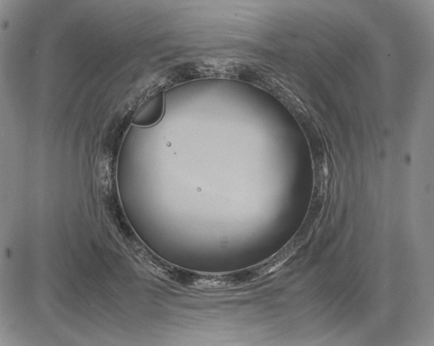 X0000083620699200702260954