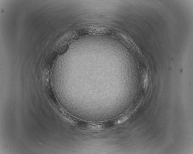 X0000083620701200702260954