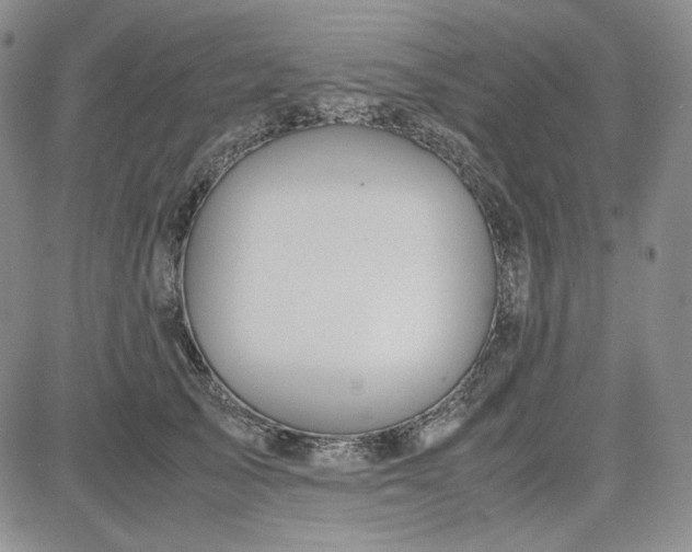 X0000083620705200702260953