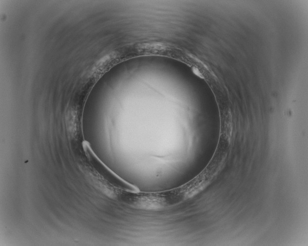 X0000083620708200702260953