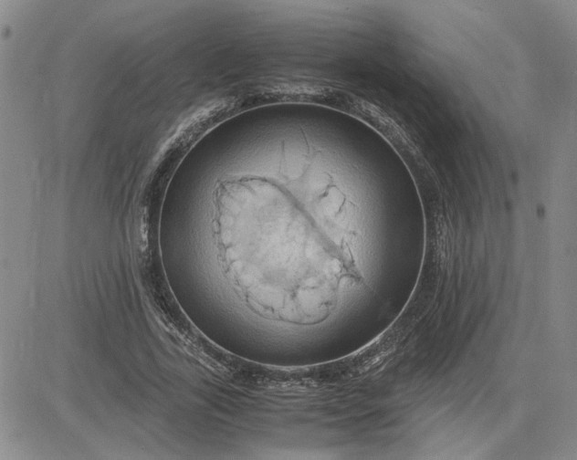 X0000083620731200702260953