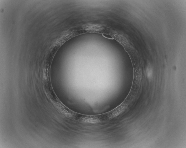 X0000083620755200702260953