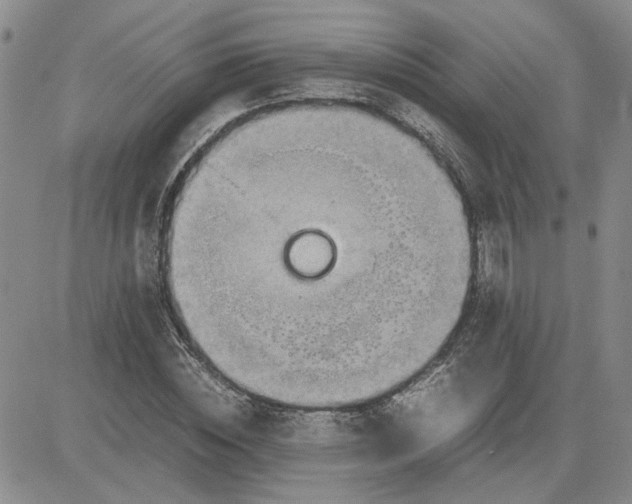 X0000083620828200702260951