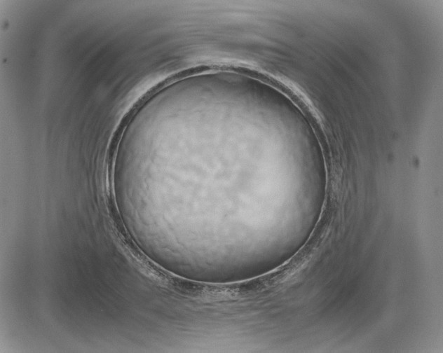 X0000083620887200702260950