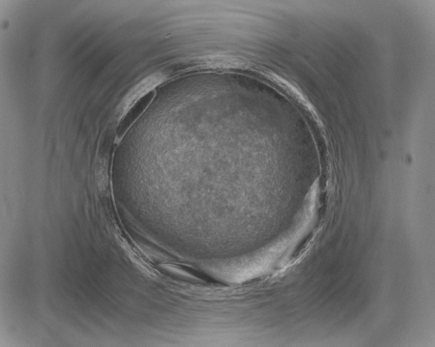 X0000083620889200702260950