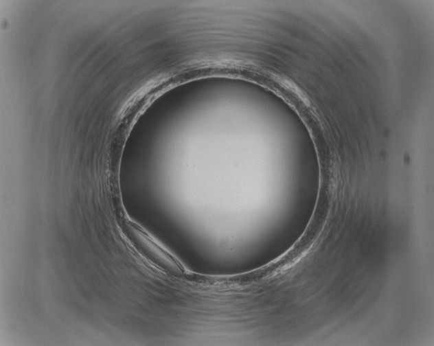 X0000083620922200702260949