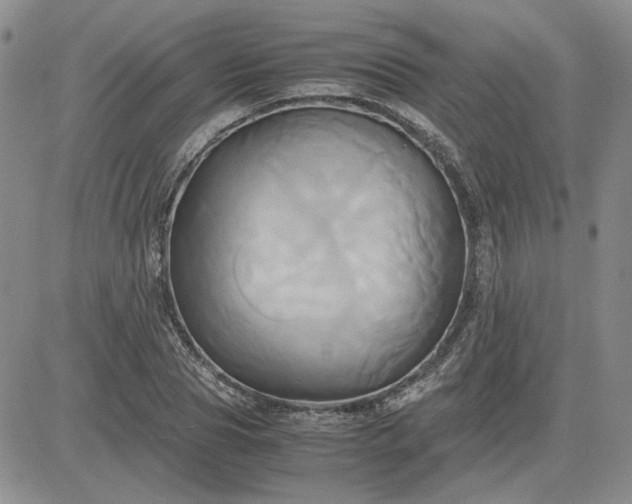 X0000083620929200702260949